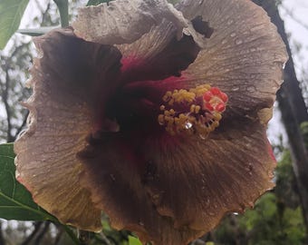 Hibiscus Dark Gothic Cutting