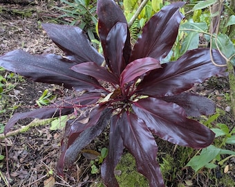 TI Medicine Volcano Plants