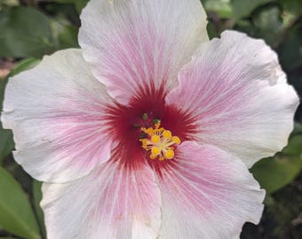 Hibiscus Start  White Pink Stripes Red Candy Cane Flowers