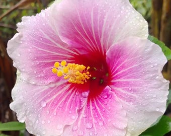Hibiscus Start Exotic White Pink Centered Round