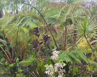 Hawaiian Hapu'u Ferns
