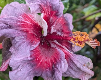 Hibiscus Start Purple Lavender Dark Pink Star Ruffled