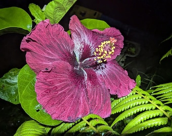 Hibiscus Start Huge Blooms Biggest Live Cuttings