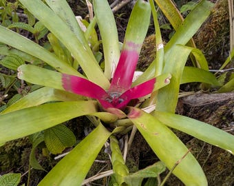 Red Ribbon Pahoa Rising Sun Bromeliads Live Plants