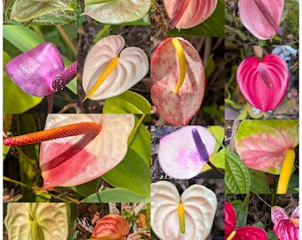 BULK Customer Orders Anthuriums w/ Shipping Message Us With any Questions