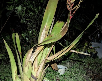 HUGE GIANT Flowering Bromeliad Live Plant Bare Root