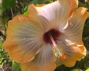 Peach Lavender Red Hibiscus Start