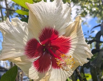 Hibiscus Fire & Ice Cream Red Agressive Petals Flowering Live Plant cutting