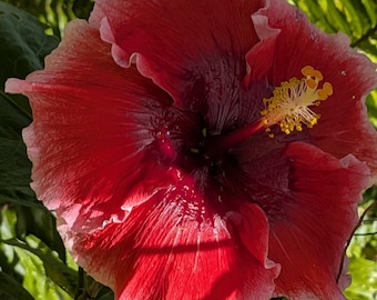 Tropical Punch Hibiscus Cutting Big Blooms Low Stock on Hand