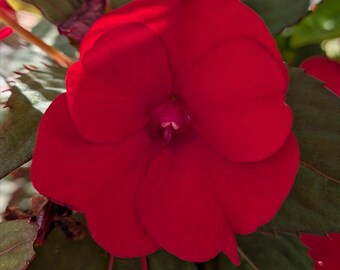 Red Begonia Cutting: Easy Grow, Constant Blooming, Variegated Leaves