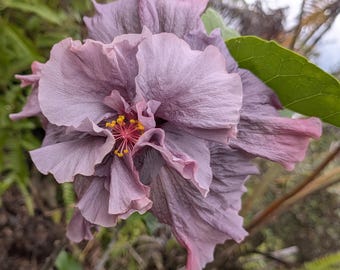 Hibiscus  Lavender Purple  Fringe Double Bloom Flowering Live Plant Cutting Start DIY Propagation