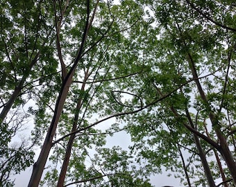 Organic Rainbow Eucalyptus Bark for Essential Oil