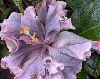 Hibiscus Start Cutting Lavender Light Purple Frills Multi Bloom