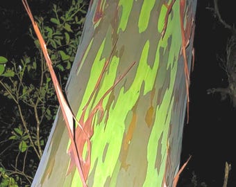 Rainbow Eucalyptus Bark