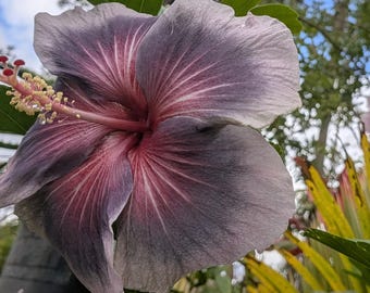 Tropical Purple Hibiscus Live Plant Cutting Indoor Outdoor Beauty Variety