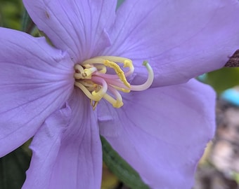 Pinkfringe Lavender Binge - Tropical Bush live plant