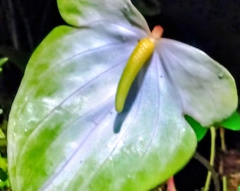 Obake Anthurium Live Plant Rainbow, White Ice, Spice, Hybrid Hawaii