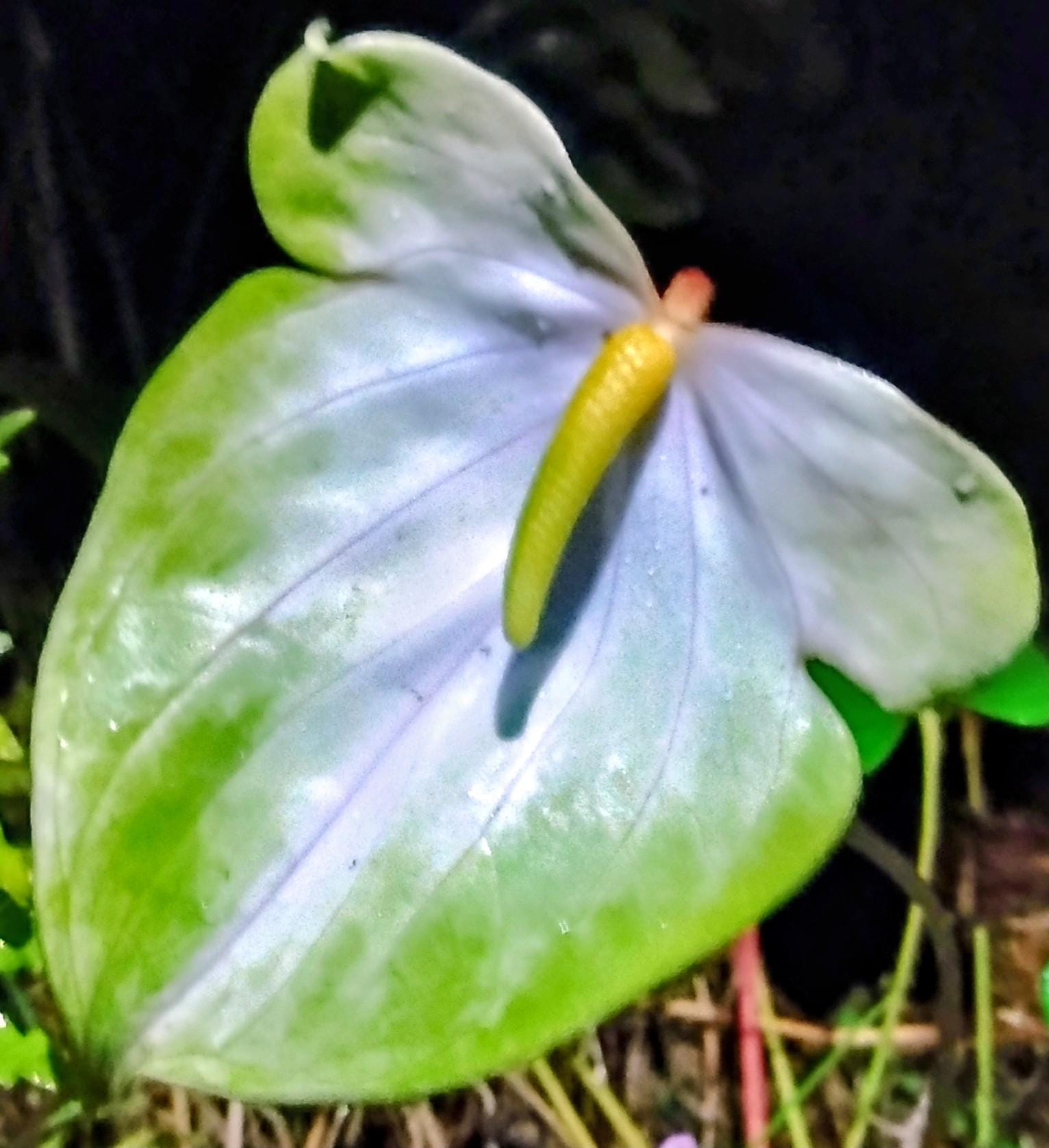 Rare anthurium - Etsy 日本
