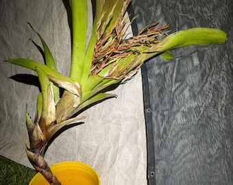 GIANT Flowering Bromeliad Live Plant Bare Root