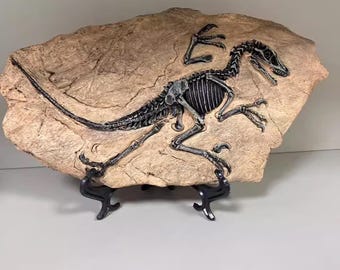 アンハングエラ　頭蓋骨　化石　レプリカ アンハングエラ頭骨レプリカ 希少 アンハングエラ 化石 中手骨 恐竜