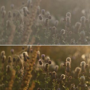 Puede incluir: Un campo de flores silvestres ba&ntilde;ado por la suave luz del sol. La imagen presenta una variedad de plantas con cabezas de semillas blancas y esponjosas y capullos florales de color p&uacute;rpura oscuro. La paleta de colores es c&aacute;lida, con tonos dorados y marrones.