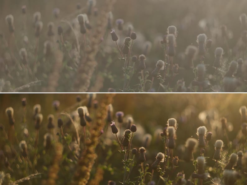 Puede incluir: Un campo de flores silvestres ba&ntilde;ado por la suave luz del sol. La imagen presenta una variedad de plantas con cabezas de semillas blancas y esponjosas y capullos florales de color p&uacute;rpura oscuro. La paleta de colores es c&aacute;lida, con tonos dorados y marrones.
