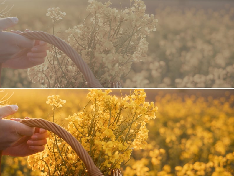 Puede incluir: Una cesta de mimbre llena de flores amarillas, sostenida frente a un campo de flores amarillas. La cesta tiene un asa marr&oacute;n. La imagen est&aacute; ba&ntilde;ada por la c&aacute;lida luz del sol, creando un suave brillo dorado.
