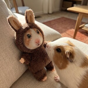 Pu&ograve; includere: Un porcellino d'India con un costume da coniglio marrone con grandi orecchie, accanto a un altro porcellino d'India con segni marroni e bianchi. Gli animali sono su un divano beige, con la luce del sole.