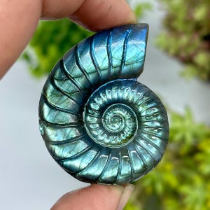 Könnte beinhalten: Ein polierter Labradorit-Edelstein in Form einer Nautilus-Schale. Der Stein zeigt schillernde Blau- und Grüntöne mit einem spiralförmigen Muster. Der Edelstein wird zwischen zwei Fingern gehalten.