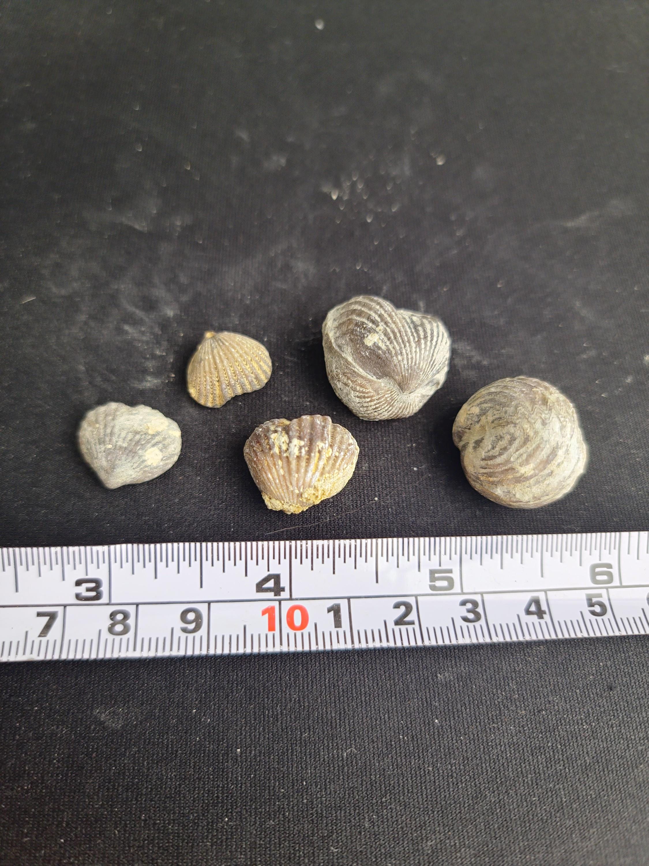 Fossilized Gastropod Shell – Devonian Era Marine Fossil From Iowa ...