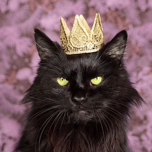 Cat Crown | Dog Tiara | MINI Harper gold lace crown for small dog or pet | photography prop | regal cat portrait | pet birthday crown