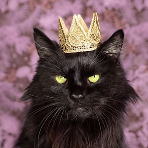 Cat Crown Dog Tiara MINI Harper gold lace crown for small dog or pet photography prop image 1