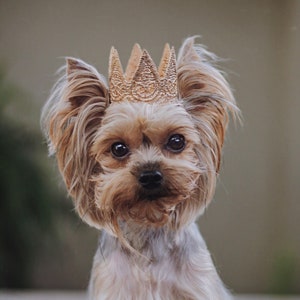 Dog tiara headband sales