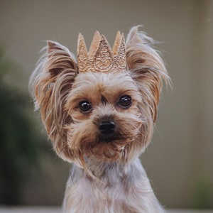 Cat Crown Dog Tiara MINI Harper gold lace crown for small dog or pet photography prop image 4