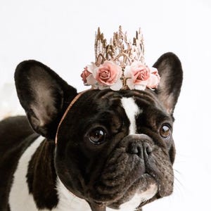 May include: A French Bulldog wearing a gold crown with pink flowers and a white tutu. The dog has black and white markings and is looking towards the camera. The background is plain white.