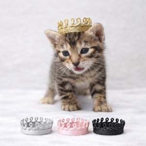Tiny tabby kitten wearing a delicate gold lace crown, with three miniature lace crowns in silver, pink, and black arranged in front on a soft neutral background