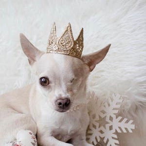 Cat Crown Dog Tiara MINI Harper gold lace crown for small dog or pet photography prop image 5