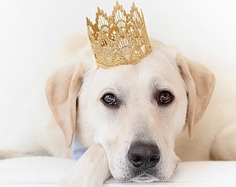 Gold Dog Crown | Cat Crown | Pet Birthday Crown | gift for pet | Gotcha Day |  Sienna MINI