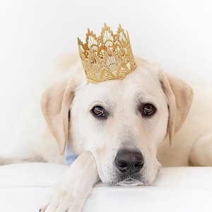 Gold Dog Birthday Crown - Puppy Cake Smash Crown - Pet Birthday Crown - Dog Party Hat - Gotcha Day Dog Crown - Custom Dog Crown -Sienna Mini