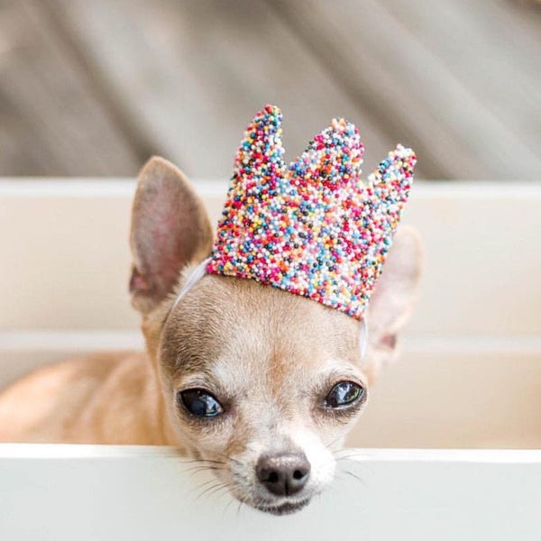 Dog SPRINKLES crown | Dog or Cat Birthday Crown | Pet Birthday Party Hat | Gift for Pet | Gotcha Day | ultra MINI size for dog or cat