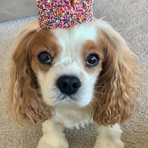 Sprinkles Dog Birthday Crown | Pet Party Hat, Cake Smash image 5
