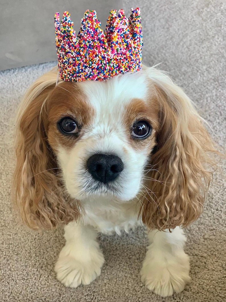 Sprinkles Dog Birthday Crown | Pet Party Hat, Cake Smash image 5