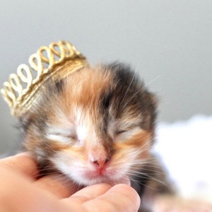 May include: A small, calico kitten wearing a gold crown, sleeping with its eyes closed. The kitten is being held by a hand.