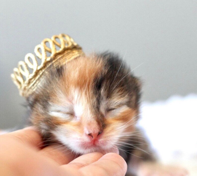 May include: A small, calico kitten wearing a gold crown, sleeping with its eyes closed. The kitten is being held by a hand.