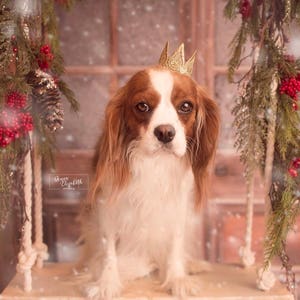 Cat Crown Dog Tiara MINI Harper gold lace crown for small dog or pet photography prop image 8