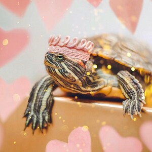 Turtle wearing a pink mini lace crown, posed in front of a backdrop decorated with pink and red hearts. The turtle is positioned on a warm-toned box, styled for a Valentine’s Day pet photoshoot. This mini crown is part of a 4-piece lace crown bundle designed for small pets, dolls, and decor. Crowns are freestanding and handmade with no bands or attachments. Perfect for pet holiday accessories, turtle birthday photos, or seasonal flatlays.