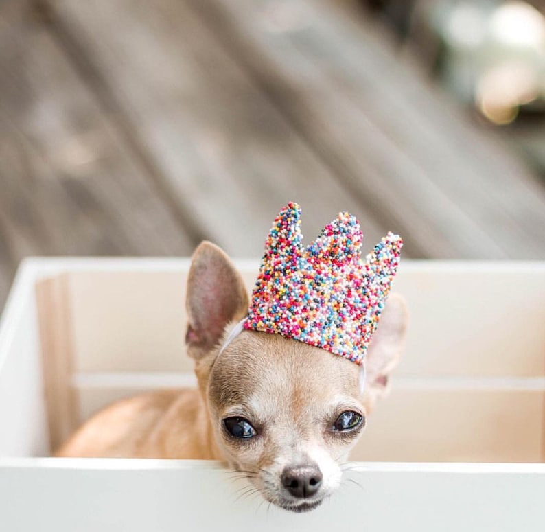 May include: A small chihuahua wearing a colorful sprinkle-covered crown. The dog is looking at the camera with its head tilted slightly. The dog is sitting in a white wooden crate.