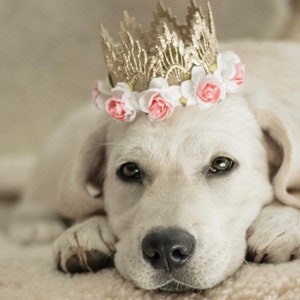 Dog Flower Crown | Pet Birthday Party Hat | Pet adoption Gift | Gotcha Day | Sienna MINI