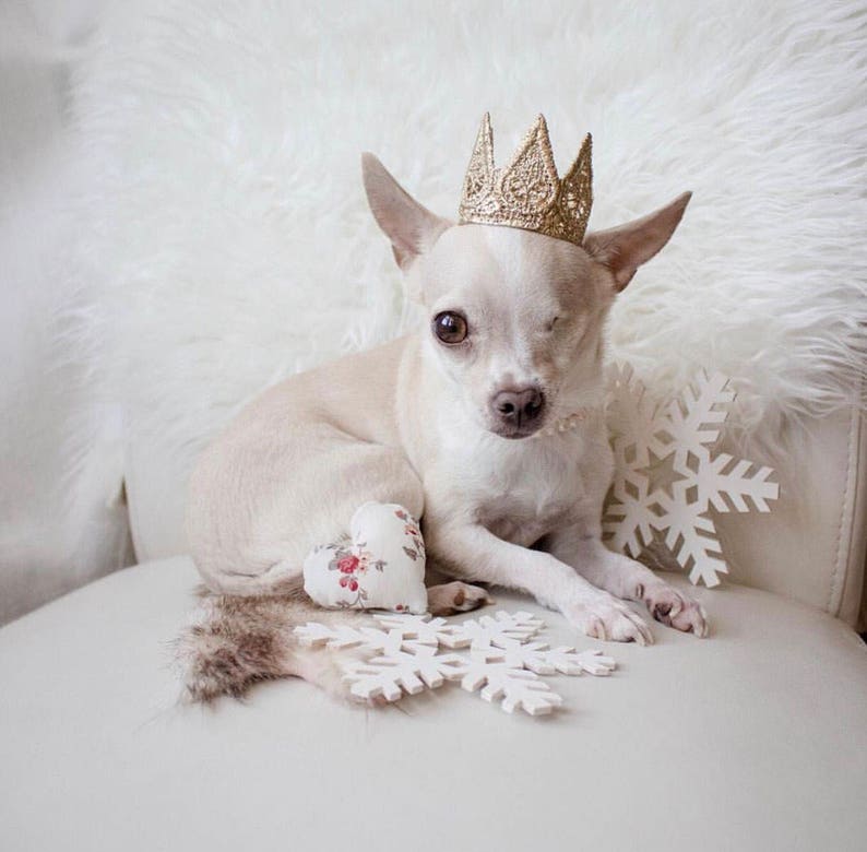 Cat Crown Dog Tiara MINI Harper gold lace crown for small dog or pet photography prop image 5