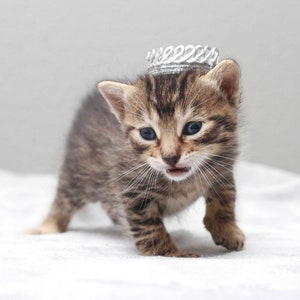 May include: A small tabby kitten wearing a silver crown. The kitten is looking at the camera with its mouth slightly open.